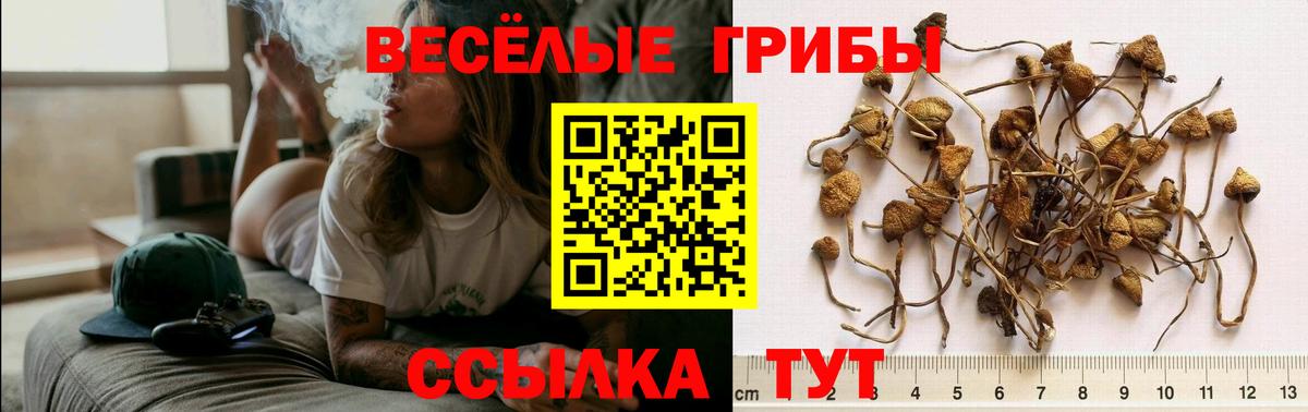 Подольск  Галлюциногенные грибы GOLDEN TEACHER  Галлюциногенные грибы мухоморы  Вход с VPN 